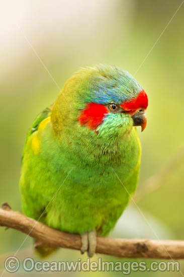 Musk Lorikeet photo