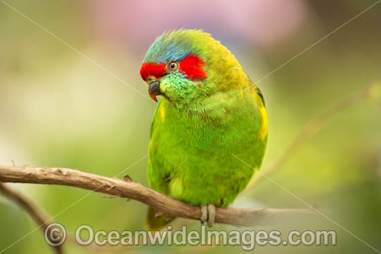 Musk Lorikeet photo