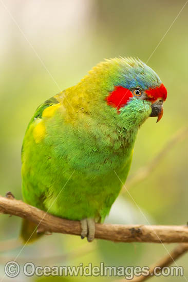 Musk Lorikeet photo