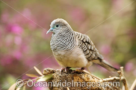 Peaceful Dove Geopelia placida photo