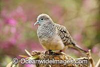 Peaceful Dove Geopelia placida Photo - Gary Bell