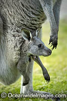 Eastern Grey Kangaroo Mob Photo - Gary Bell