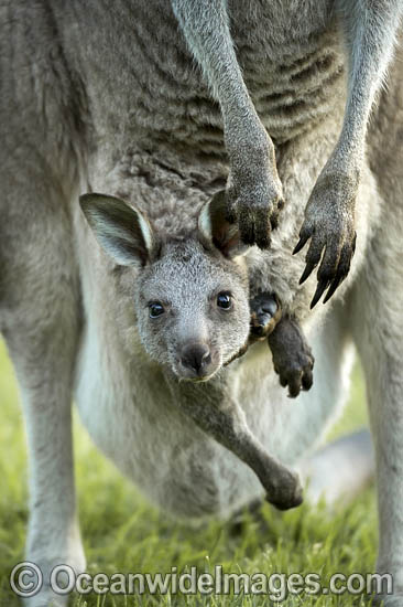 Eastern Grey Kangaroo Mob photo