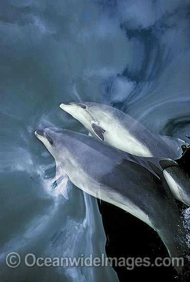 Common Bottlenose Dolphin (Tursiops truncatus truncatus) beneath a mirror calm surface reflecting storm cloud. Fiordlands, New Zealand Photo - Gary Bell Common Bottlenose Dolphin (Tursiops truncatus truncatus) beneath a mirror calm surface reflecting storm cloud. Fiordlands, New Zealand Photo - Gary Bell