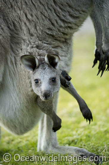 Eastern Grey Kangaroo Mob photo