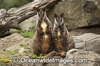 Brush-tailed Rock-wallaby Photo - Gary Bell
