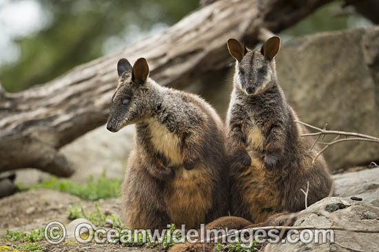 Brush-tailed Rock-wallaby (Petrogale penicillata). Found along the Great Dividing Range from west of Brisbane to northern Victoria, in rainforest and dry sclerophyl forests. Listed as Vulnerable on the IUCN Red List of Threatened Species. Photo - Gary Bell Brush-tailed Rock-wallaby (Petrogale penicillata). Found along the Great Dividing Range from west of Brisbane to northern Victoria, in rainforest and dry sclerophyl forests. Listed as Vulnerable on the IUCN Red List of Threatened Species. Photo - Gary Bell