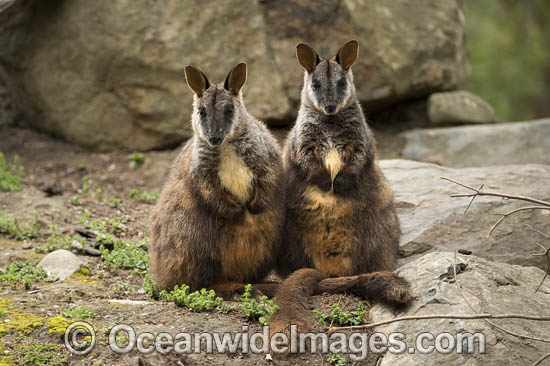 Brush-tailed Rock-wallaby (Petrogale penicillata). Found along the Great Dividing Range from west of Brisbane to northern Victoria, in rainforest and dry sclerophyl forests. Listed as Vulnerable on the IUCN Red List of Threatened Species. Photo - Gary Bell Brush-tailed Rock-wallaby (Petrogale penicillata). Found along the Great Dividing Range from west of Brisbane to northern Victoria, in rainforest and dry sclerophyl forests. Listed as Vulnerable on the IUCN Red List of Threatened Species. Photo - Gary Bell