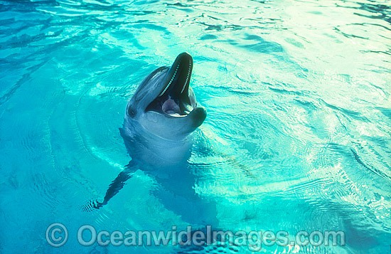Indo-Pacific Bottlenose Dolphin (Tursiops aduncas). Eastern Australia Photo - Gary Bell