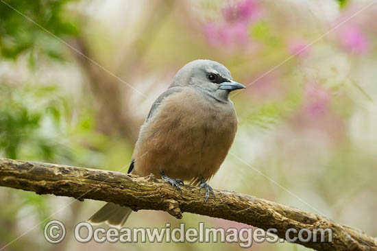 White-browed Woodswallow photo
