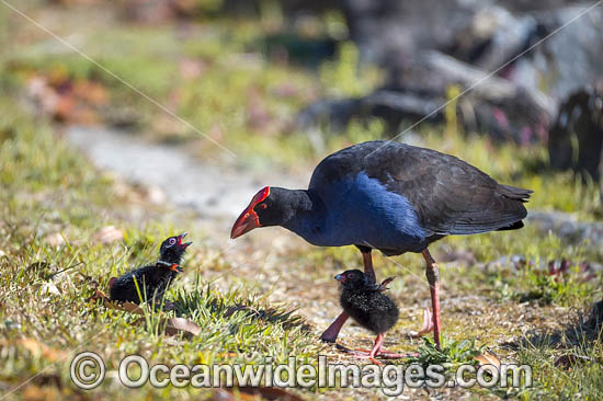 Purple Swamphen chicks photo