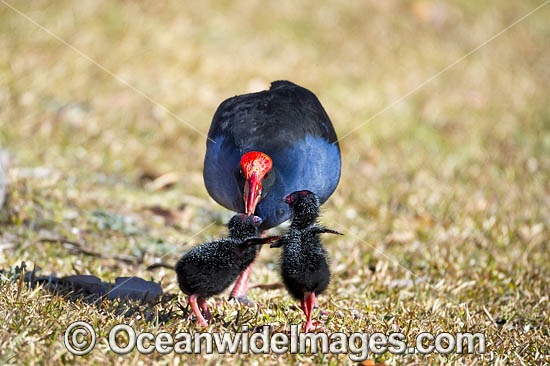 Purple Swamphen chicks photo