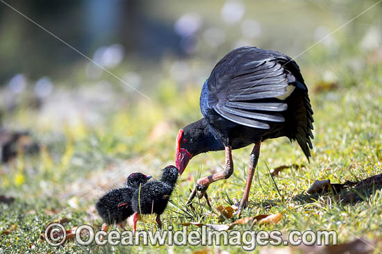 Purple Swamphen chicks photo