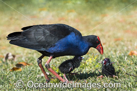 Purple Swamphen photo