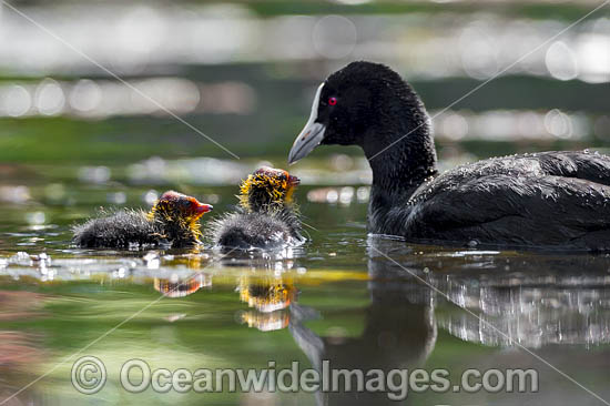 Eurasian Coot chicks photo Eurasian Coot chicks photo