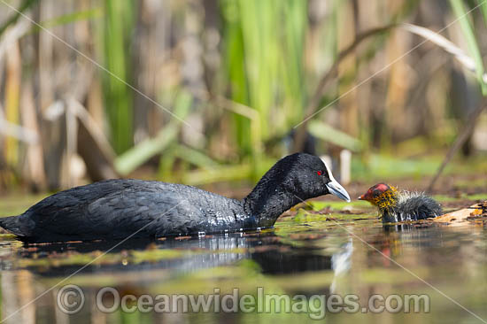 Eurasian Coot Fulica atra photo