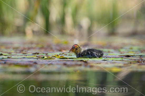 Eurasian Coot chick photo