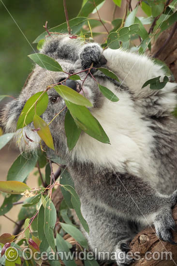 Koala eating gum leaves photo