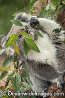 Koala eating gum leaves Photo - Gary Bell