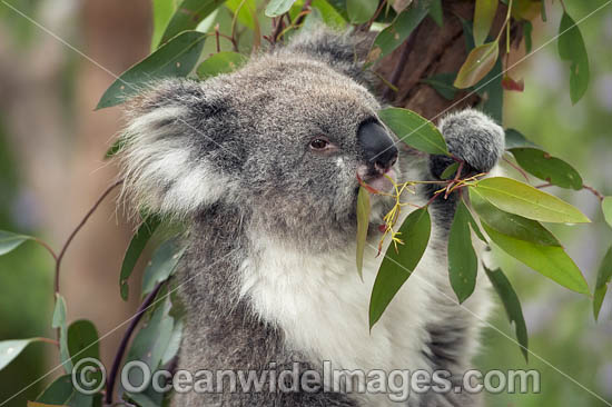 Koala (Phascolarctos cinereus), eating eucalypt gum tree leaves. Victoria, Australia. Photo - Gary Bell Koala (Phascolarctos cinereus), eating eucalypt gum tree leaves. Victoria, Australia. Photo - Gary Bell