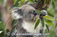 Koala eating gum leaves Photo - Gary Bell