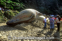 Beached Blue Whale Photo - Gary Bell