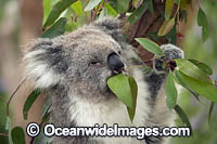 Koala eating gum leaves Photo - Gary Bell