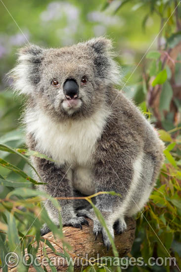 Koala (Phascolarctos cinereus), in a eucalypt gum tree. Victoria, Australia. Photo - Gary Bell