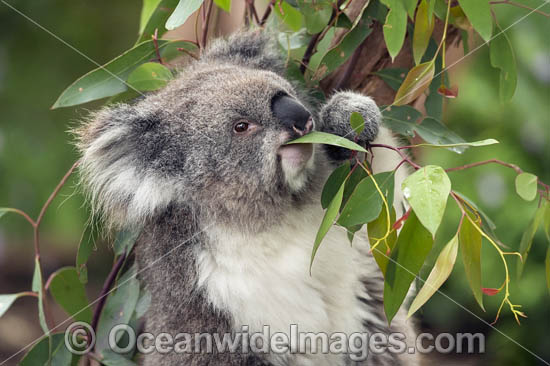 Koala eating gum leaves photo