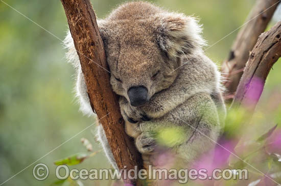 Koala (Phascolarctos cinereus), resting in a tree. Victoria, Australia. Photo - Gary Bell Koala (Phascolarctos cinereus), resting in a tree. Victoria, Australia. Photo - Gary Bell