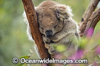 Koala Phascolarctos cinereus Photo - Gary Bell