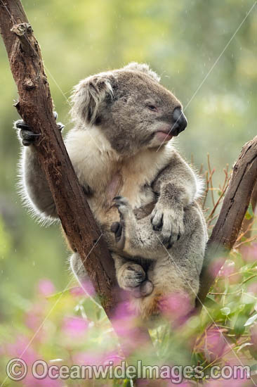 Koala (Phascolarctos cinereus), resting in a tree and scratching itself. Victoria, Australia. Photo - Gary Bell