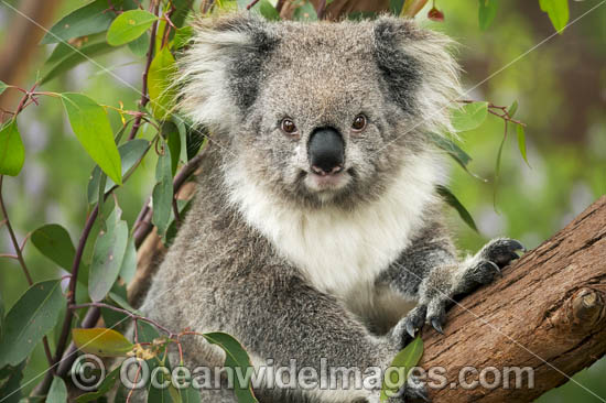 Koala (Phascolarctos cinereus), in a eucalypt gum tree. Victoria, Australia. Photo - Gary Bell