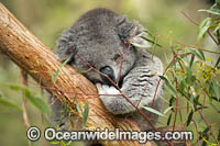 Koala in gum tree Photo - Gary Bell