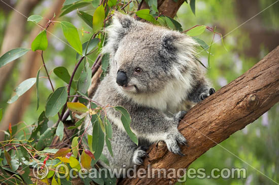 Koala (Phascolarctos cinereus), in a eucalypt gum tree. Victoria, Australia. Photo - Gary Bell Koala (Phascolarctos cinereus), in a eucalypt gum tree. Victoria, Australia. Photo - Gary Bell