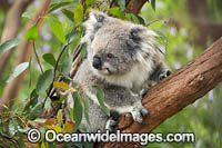 Koala Phascolarctos cinereus Photo - Gary Bell