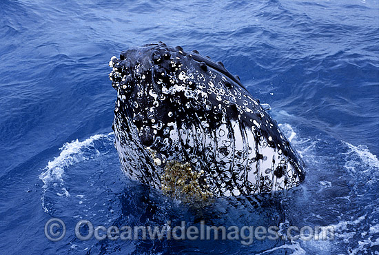 Humpback Whale tubercles photo