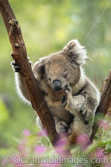 Koala (Phascolarctos cinereus), resting in a tree and scratching itself. Victoria, Australia. Photo - Gary Bell Koala (Phascolarctos cinereus), resting in a tree and scratching itself. Victoria, Australia. Photo - Gary Bell