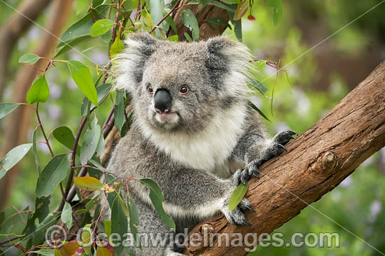 Koala (Phascolarctos cinereus), in a eucalypt gum tree. Victoria, Australia. Photo - Gary Bell Koala (Phascolarctos cinereus), in a eucalypt gum tree. Victoria, Australia. Photo - Gary Bell