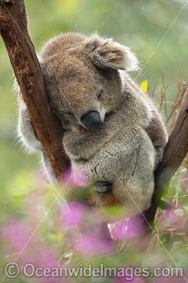 Koala (Phascolarctos cinereus), resting in a tree. Victoria, Australia. Photo - Gary Bell Koala (Phascolarctos cinereus), resting in a tree. Victoria, Australia. Photo - Gary Bell