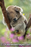 Koala Phascolarctos cinereus Photo - Gary Bell