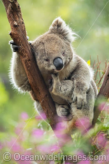 Koala resting in a tree photo