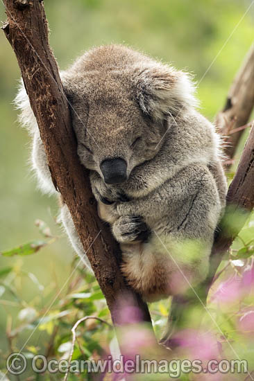 Koala (Phascolarctos cinereus), resting in a tree. Victoria, Australia. Photo - Gary Bell