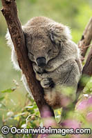 Koala Phascolarctos cinereus Photo - Gary Bell