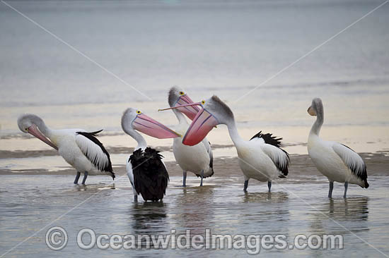 Australian Pelicans (Pelecanus conspicillatus). This large water bird is found throughout Australia and New Guinea. Also in Fiji and parts of Indonesia and New Zealand. Central New South Wales coast, Australia. Photo - Gary Bell