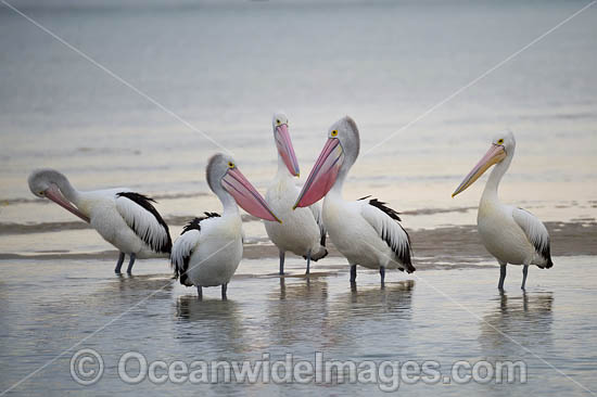 Australian Pelicans (Pelecanus conspicillatus). This large water bird is found throughout Australia and New Guinea. Also in Fiji and parts of Indonesia and New Zealand. Central New South Wales coast, Australia. Photo - Gary Bell