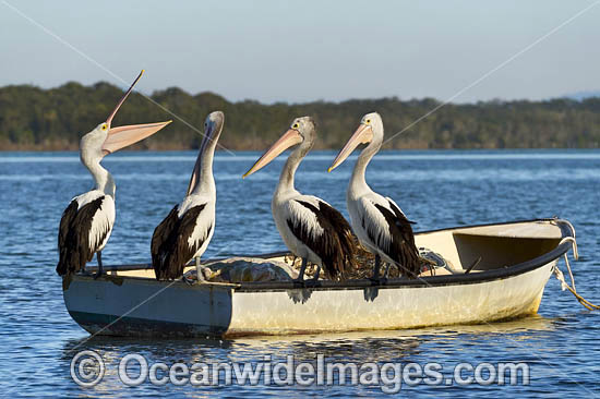 Australian Pelicans (Pelecanus conspicillatus), resting on a boat. This large water bird is found throughout Australia and New Guinea. Also in Fiji and parts of Indonesia and New Zealand. Central New South Wales coast, Australia. Photo - Gary Bell