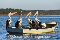 Australian Pelicans on boat Photo - Gary Bell