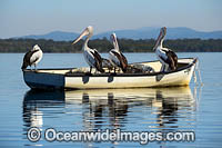 Australian Pelicans on boat Photo - Gary Bell