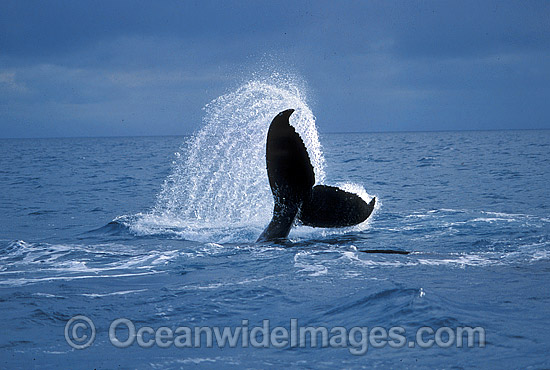 Humpback Whale tail fluke on surface photo